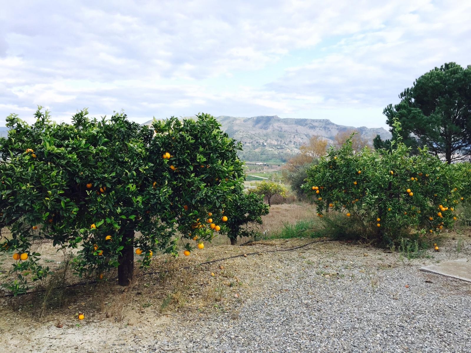 Espectacular finca de 43.297 m2 en Pizarra.