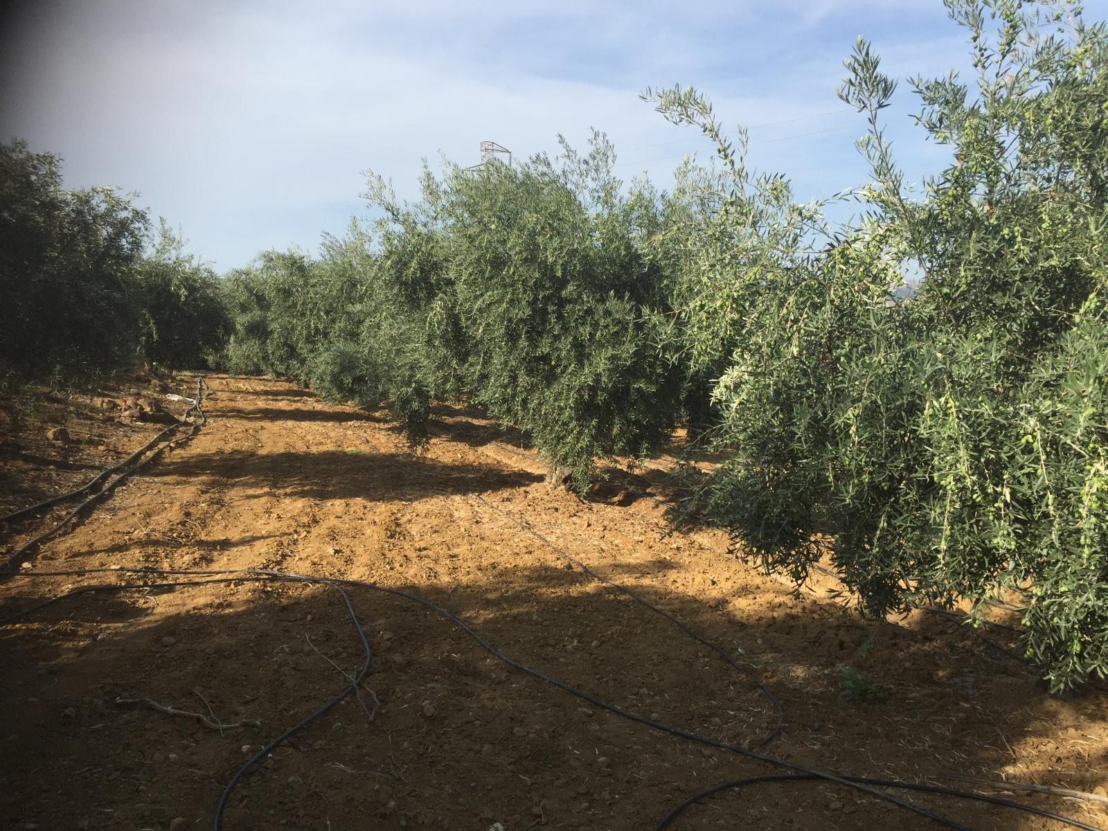 Spettacolare fattoria di 43.297 m2 a Pizarra.