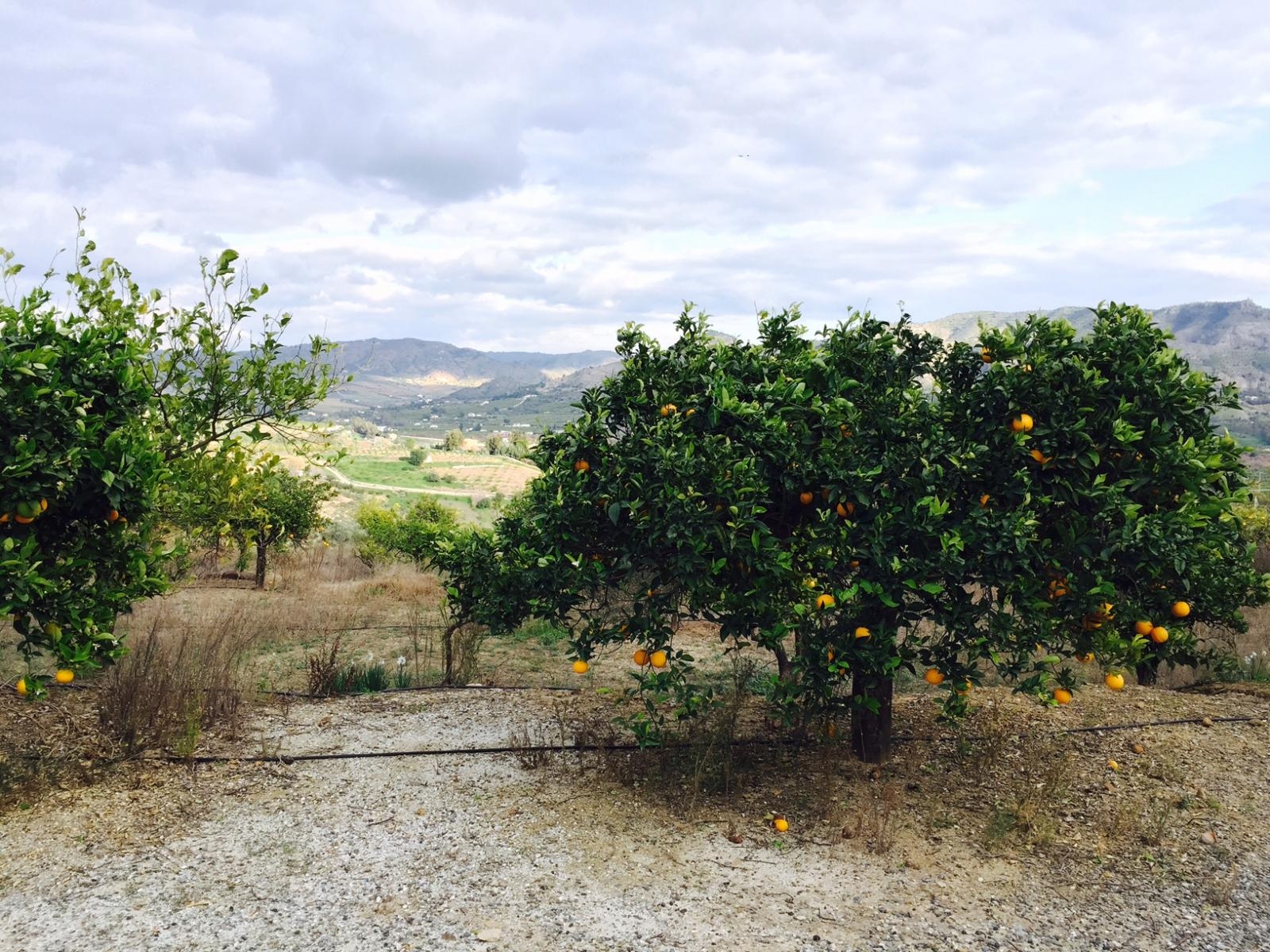 Spettacolare fattoria di 43.297 m2 a Pizarra.