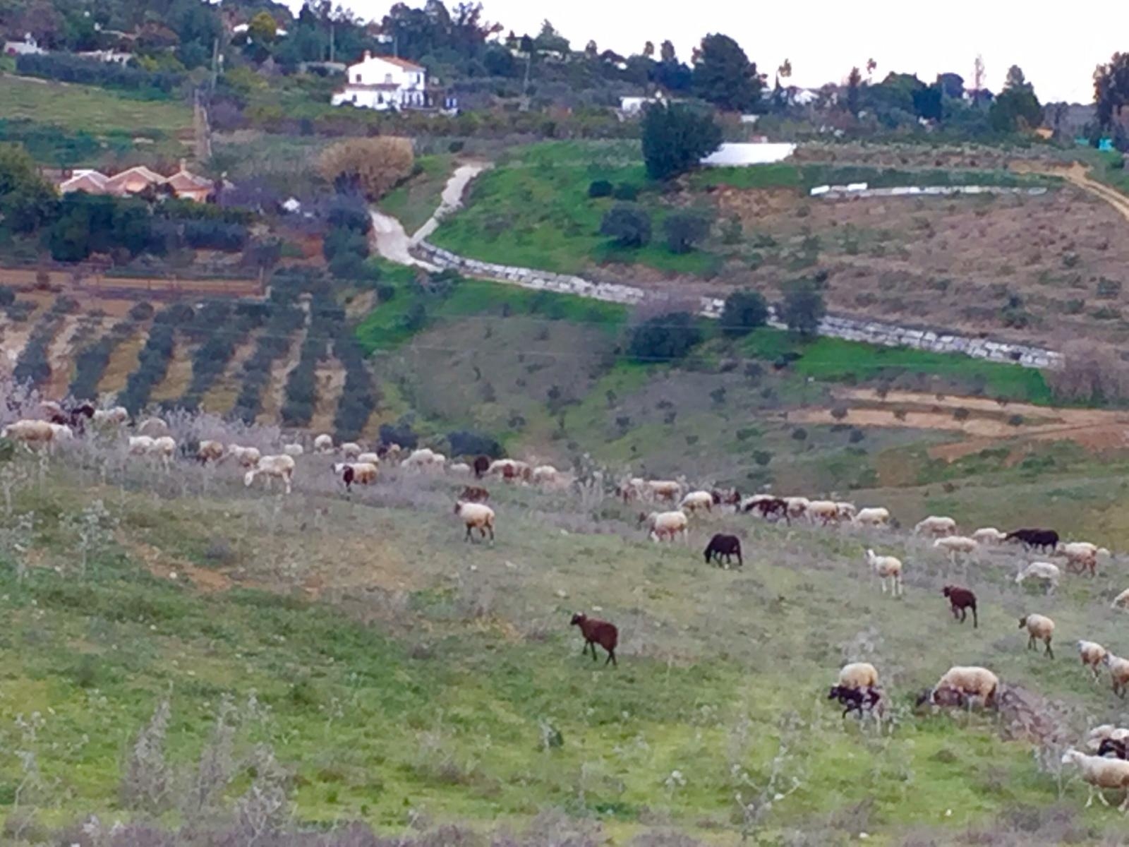 皮萨拉（Pizarra）壮观的43297平方米农场。