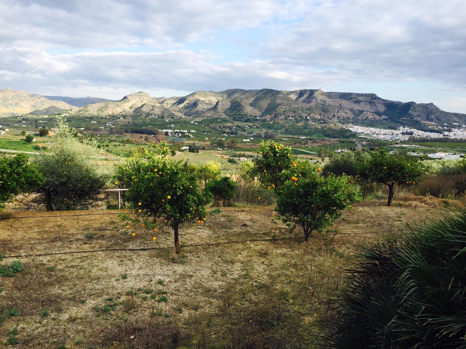 Spectacular 43,297 m2 farm in Pizarra.