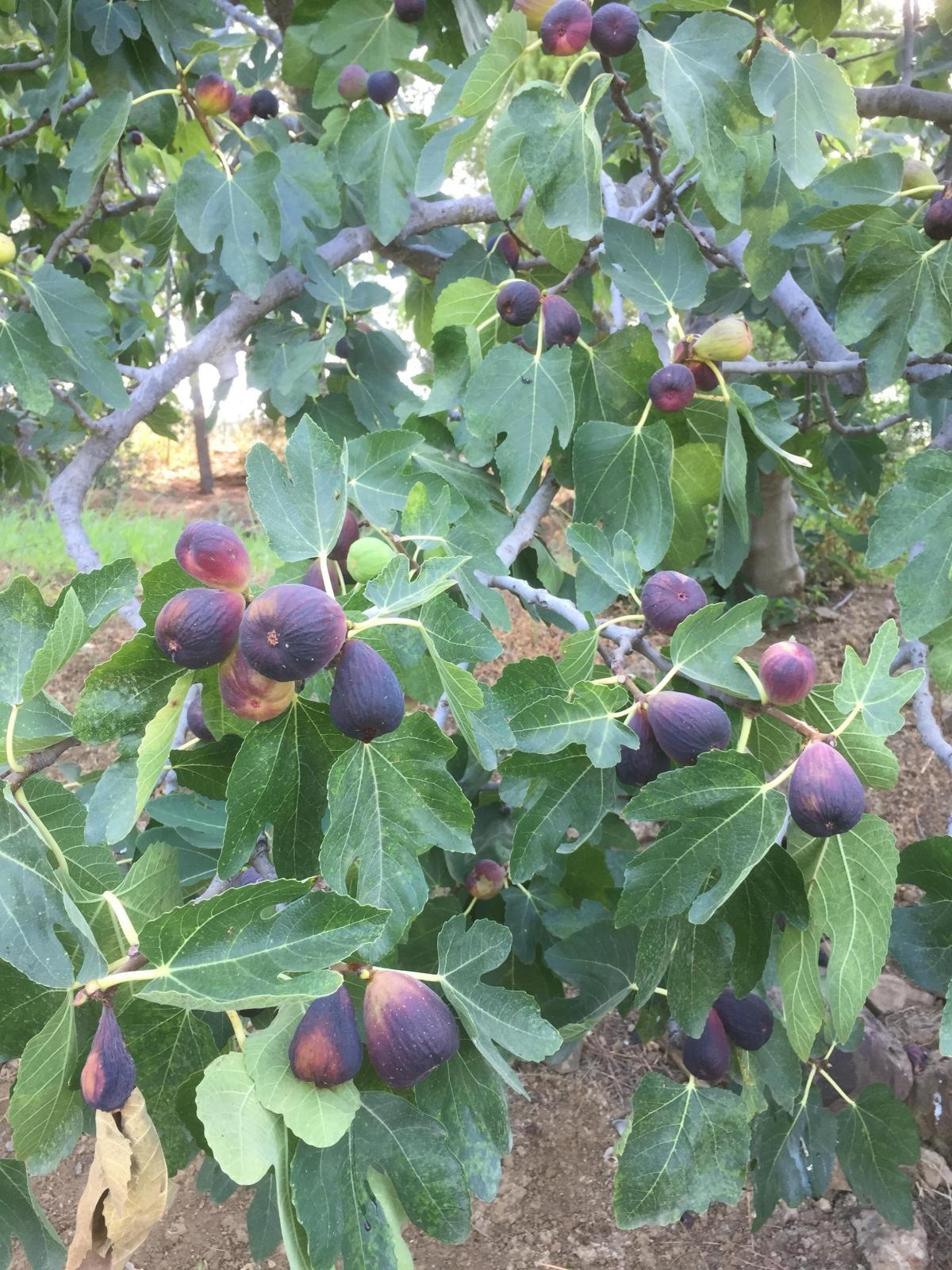 Spettacolare fattoria di 43.297 m2 a Pizarra.