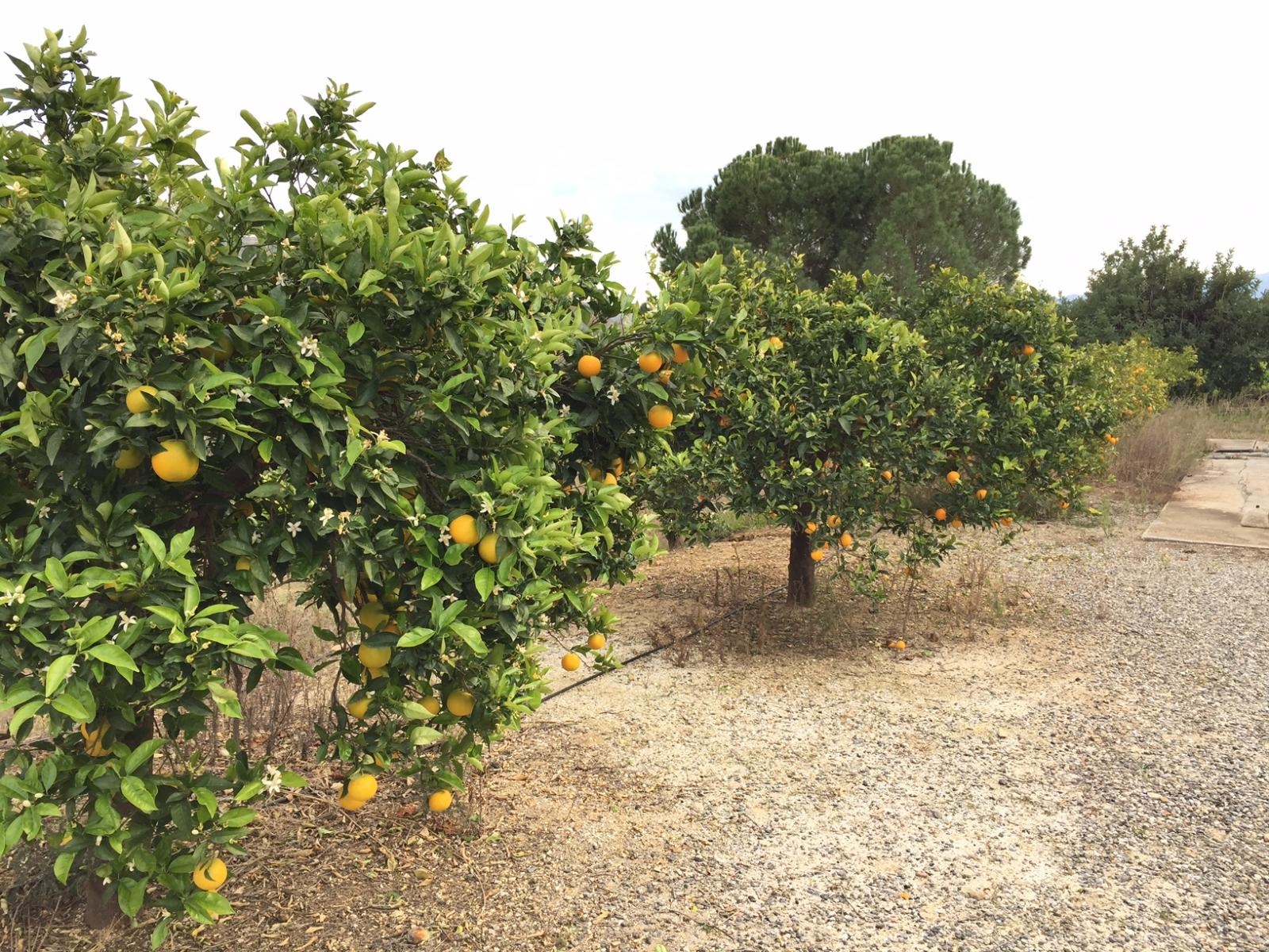 Spettacolare fattoria di 43.297 m2 a Pizarra.